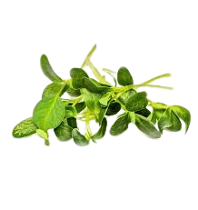 Fenugreek
